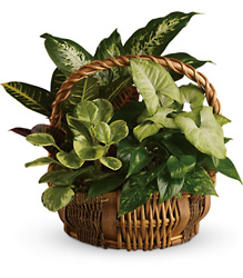 Emerald Garden Basket from Boulevard Florist Wholesale Market